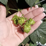 Common, Humulus (Hops) Seeds - Packet thumbnail number null